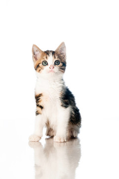 白色背景下的小貓