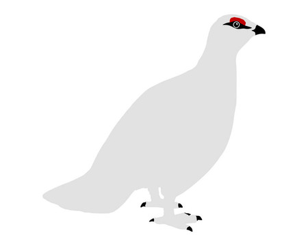 雷鳥(niǎo)