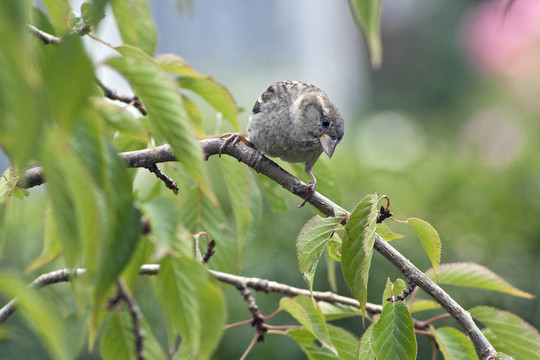 花園里的野生鳥