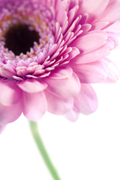 太陽花