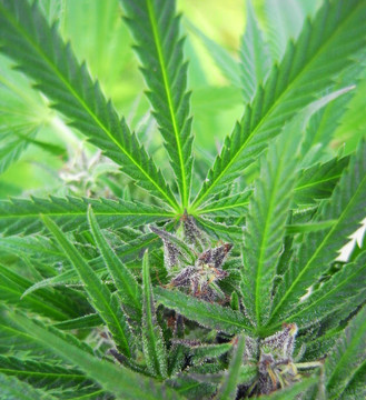 大麻植物的細節(jié)