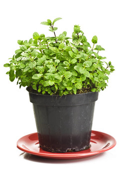 關(guān)閉一個(gè)綠色薄荷廠