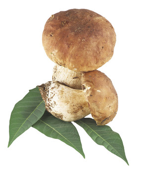 美味牛肝菌牛肝菌白