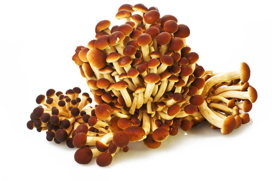 生蘑菇茶樹(shù)菇特寫(xiě)