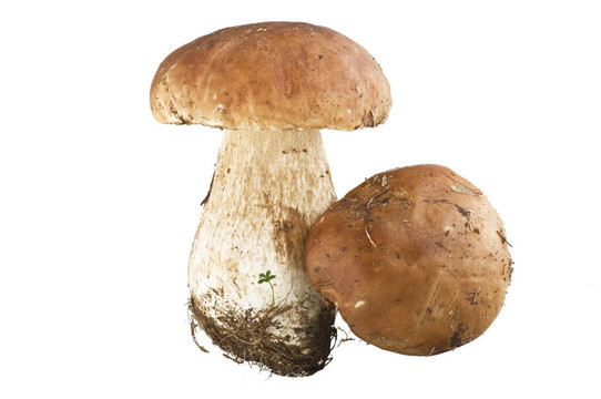 美味牛肝菌牛肝菌白