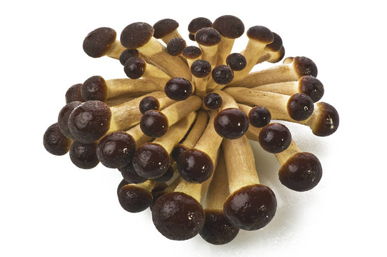 生蘑菇茶樹菇特寫