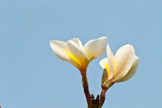 雞蛋花，雞蛋花；