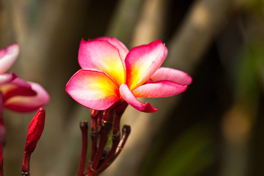 雞蛋花，雞蛋花；