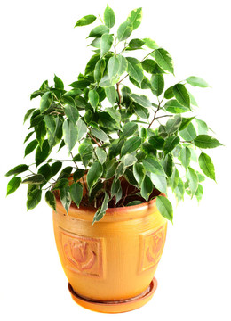 花盆里的榕樹(shù)