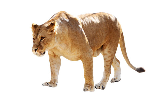 獅子林