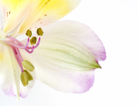 關(guān)閉圖像alstroemerias開(kāi)花