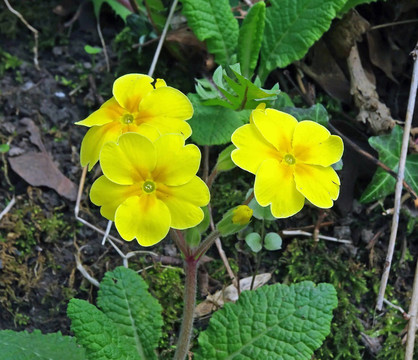 野生報(bào)春花