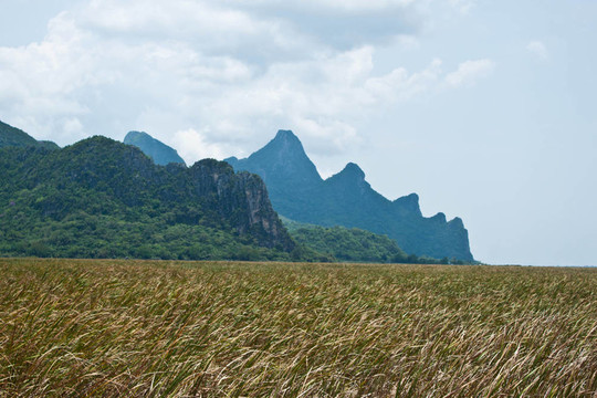 山地夏季景觀