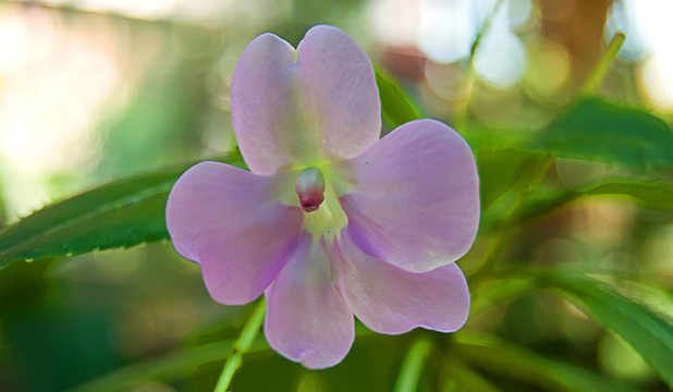 紫蘭花