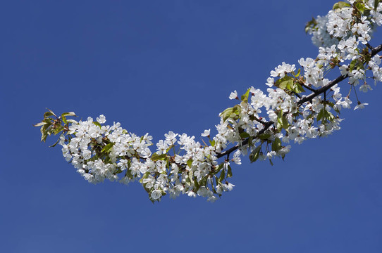 開花