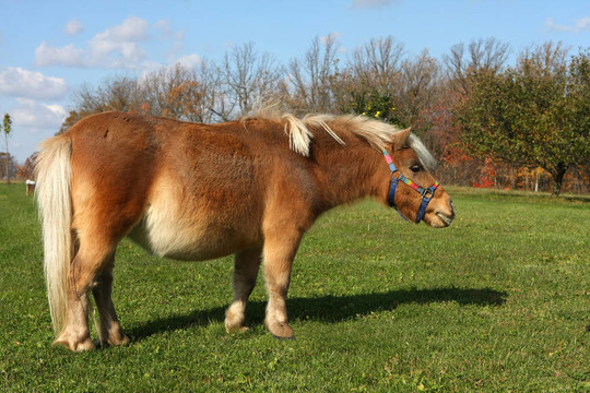 小型馬
