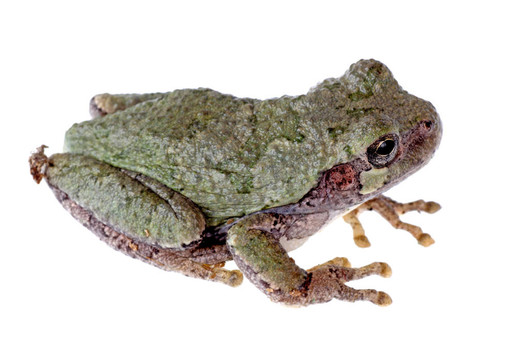 東部灰樹蛙；Hyla versicolor