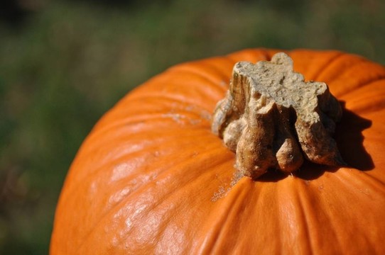 top-o-pumpkin