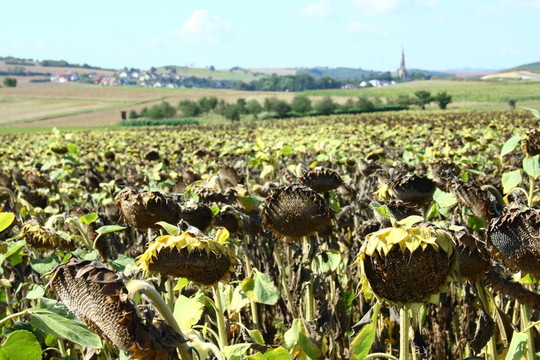 sonnenblumenfeld