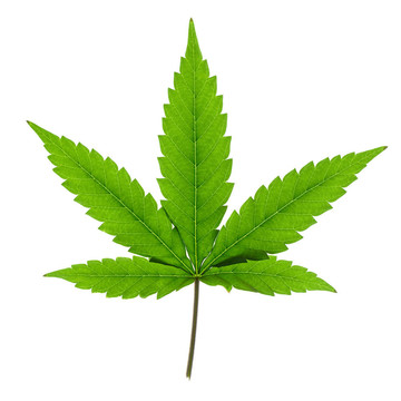 白色背景下的大麻葉。