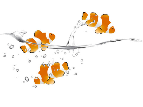 小丑魚