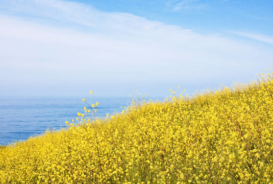 芥末場和Ocean