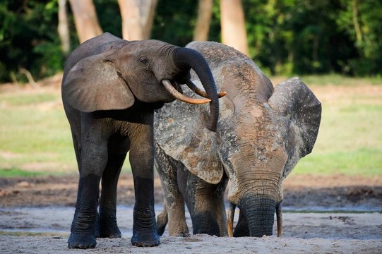 非洲森林大象（Loxodonta cyclotis）。