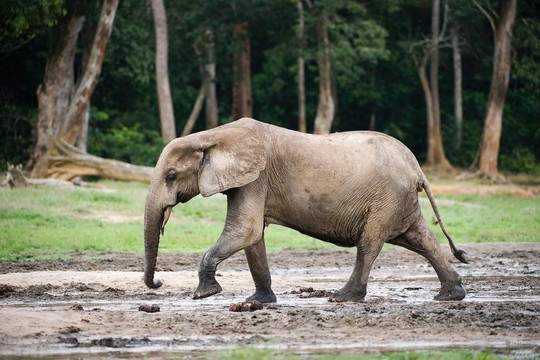 非洲森林大象（Loxodonta cyclotis）。