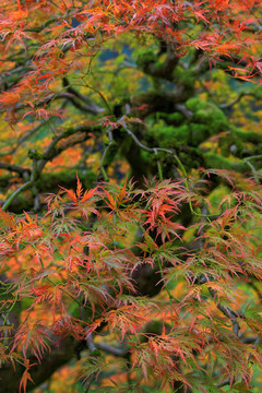 日本老紅蕾絲楓葉樹