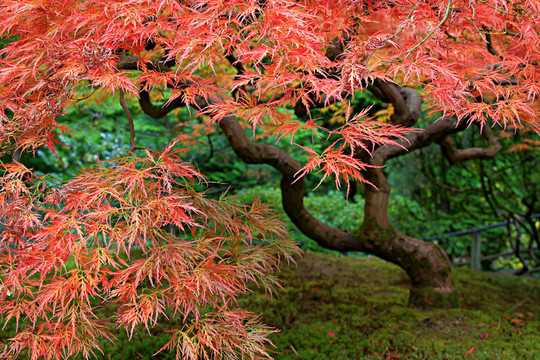 日本老紅蕾絲楓葉2