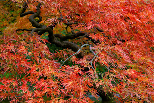 日本老紅蕾絲楓葉3