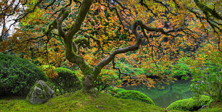 老日本紅花邊楓葉樹全景2