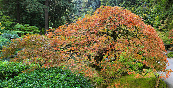 老日本紅花邊楓葉樹全景