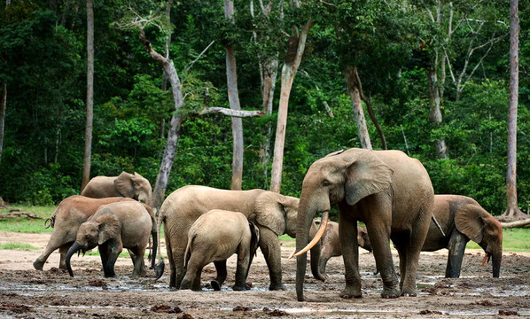 非洲森林大象（Loxodonta cyclotis）。