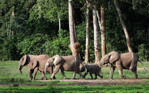 非洲森林大象（Loxodonta cyclotis）。