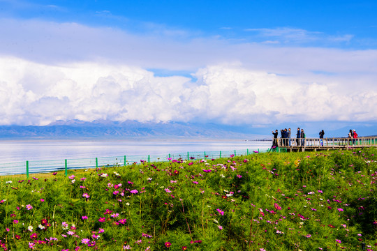 青海湖風光