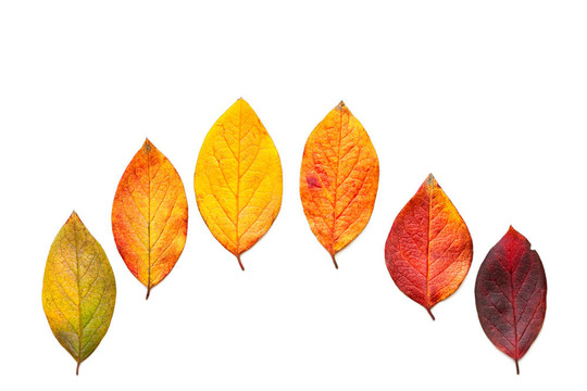 秋天的葉子。