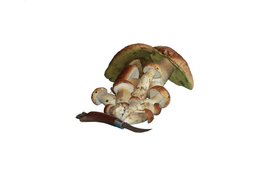 蘑菇