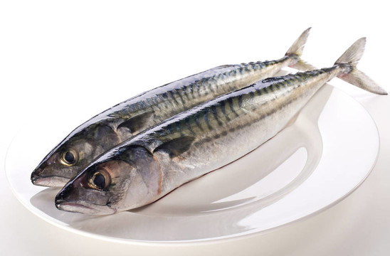 鯖魚(yú)