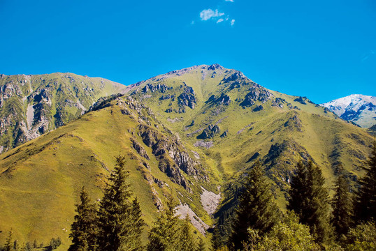 ALP