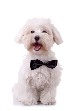 比熊犬看起來很帥
