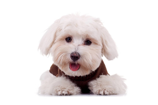 比熊幼犬衣服