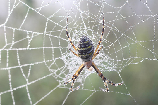 蜘蛛（argiopae）