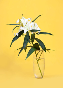 白色的百合花在黄色的花瓶里