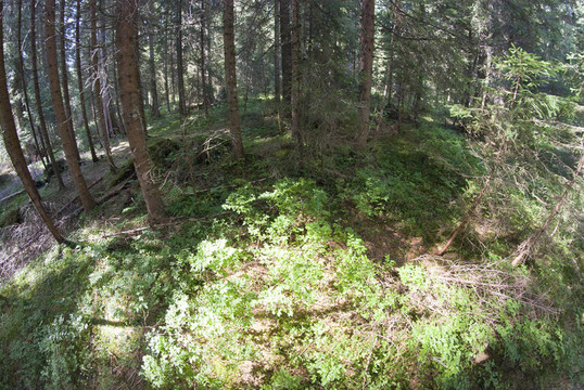 Dolomites Woods；意大利
