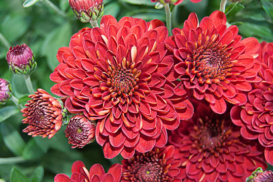 花