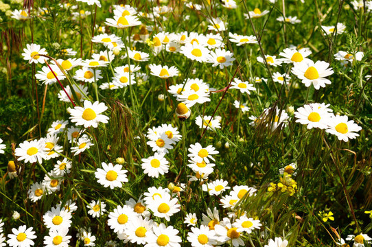 camomiles