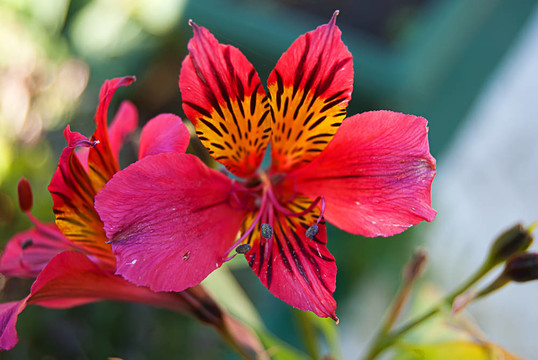 花宏