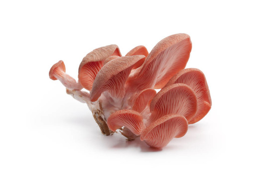 粉紅牡蠣蘑菇叢