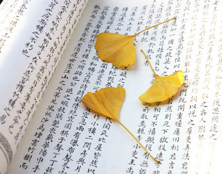 書籍銀杏葉